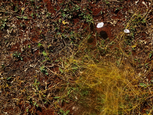 kukučina (Cuscuta)