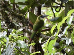 Aulacorhynchus coeruleicinctis