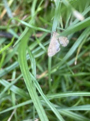 Cataclysta lemnata
