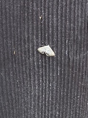 Cataclysta lemnata