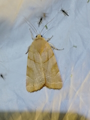 Noctua fimbriata
