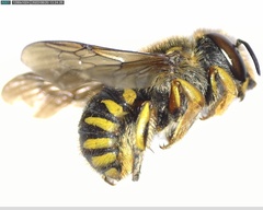 Anthidium manicatum