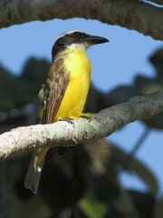 Megarynchus pitangua