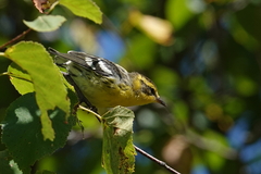 Setophaga fusca