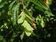 Carpinus orientalis