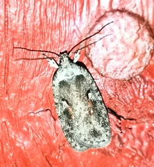 Agonopterix ocellana