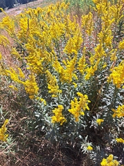 Solidago lepida