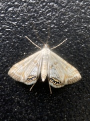Cataclysta lemnata