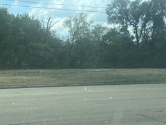Zephyranthes drummondii
