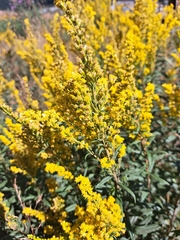 Solidago lepida