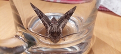 Agrius convolvuli
