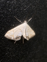 Cataclysta lemnata
