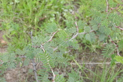 Mimosa aculeaticarpa
