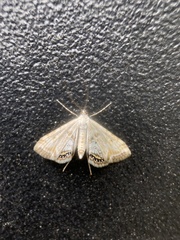 Cataclysta lemnata