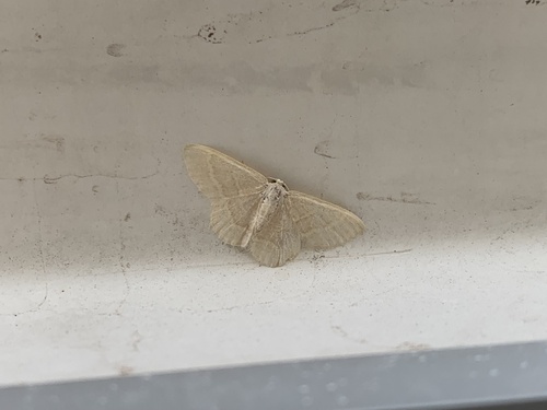Common Tan Wave photo 5