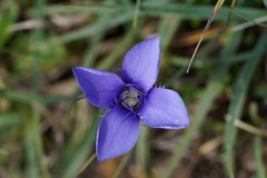 Gentianopsis ciliata