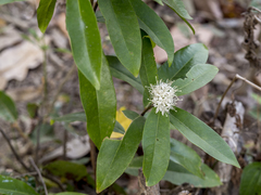 Phaleria octandra