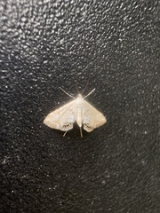 Cataclysta lemnata