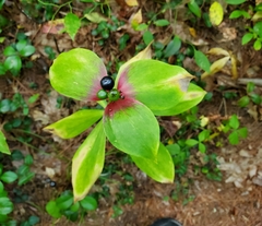 Medeola virginiana