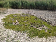 Pilularia globulifera