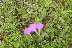 Ipomoea capillacea