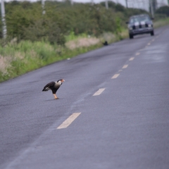 Caracara plancus