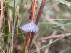 Cataclysta lemnata
