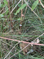 Cataclysta lemnata