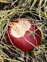 Russula emetica