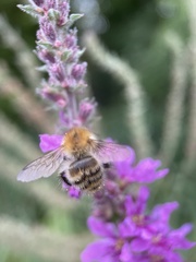 Bombus humilis