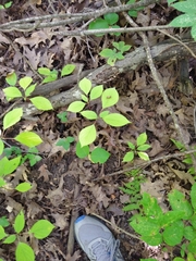 Cornus alternifolia