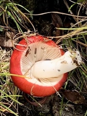 Russula emetica
