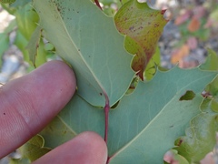 Berberis pinnata