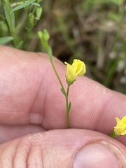 Linum