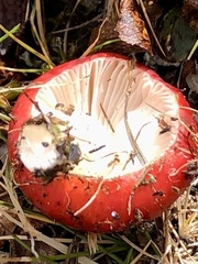 Russula emetica