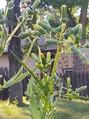 Eumenes