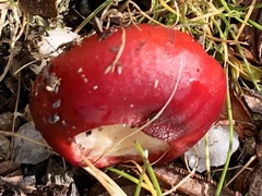 Russula emetica