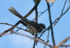 Rhipidura albiscapa