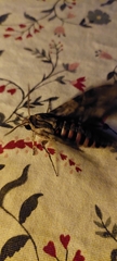 Agrius convolvuli
