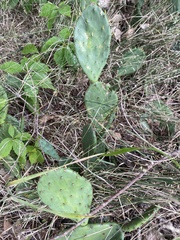 Opuntia humifusa