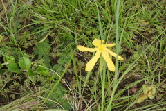 Echeandia flavescens