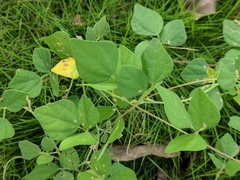 Amphicarpaea edgeworthii