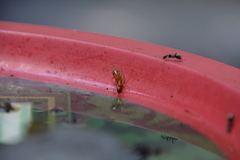 Camponotus castaneus