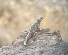 Agama bibronii