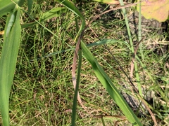 Paspalum mandiocanum