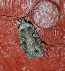 Agonopterix ocellana
