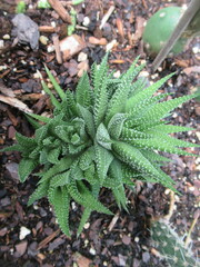 Haworthiopsis