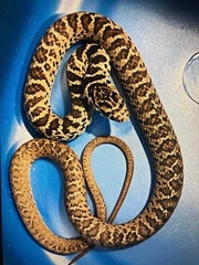 Coluber constrictor