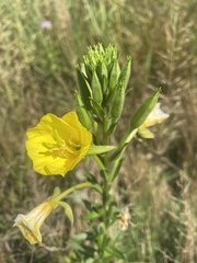 Oenothera biennis