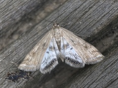 Cataclysta lemnata
